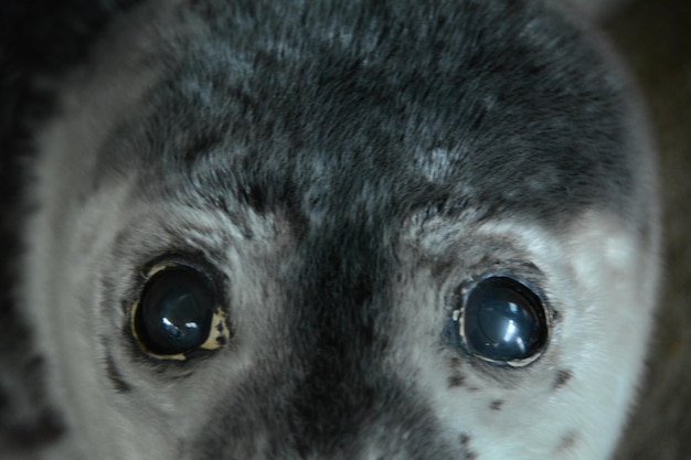 Foto retrato de una foca en el zoológico