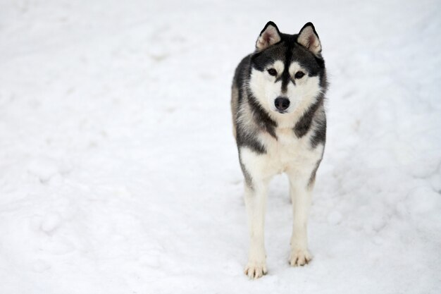 Retrato focinho ao ar livre de raça de cachorro husky siberiano