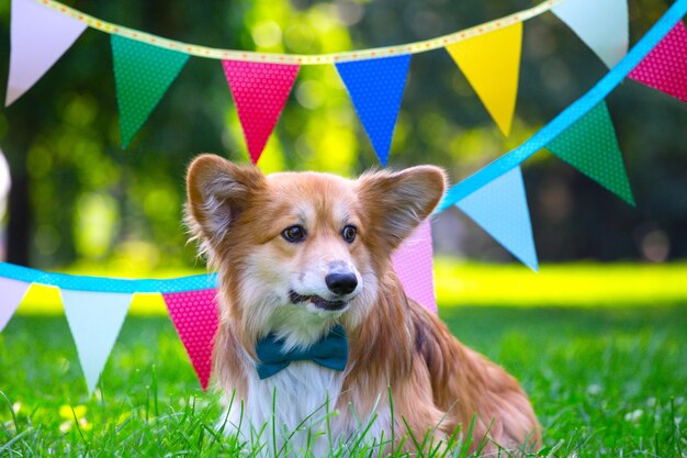 Foto retrato fofo corgi