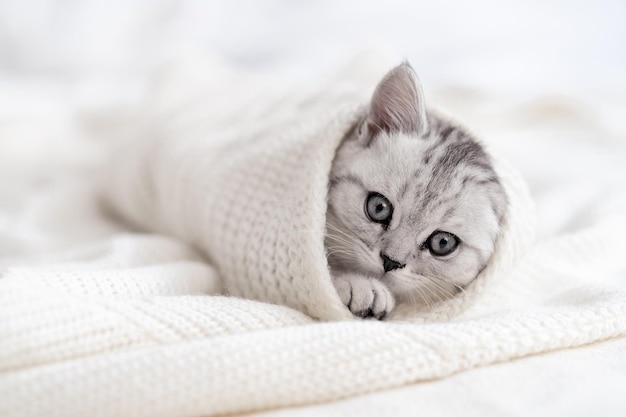 Retrato fofo gatinho listrado scottish fold gatinho em branco conceito animais de estimação adoráveis gatos copyspace