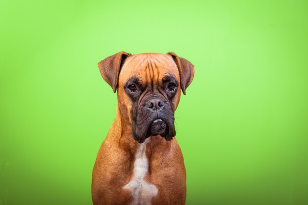 Foto retrato de fondo lindo perro boxer