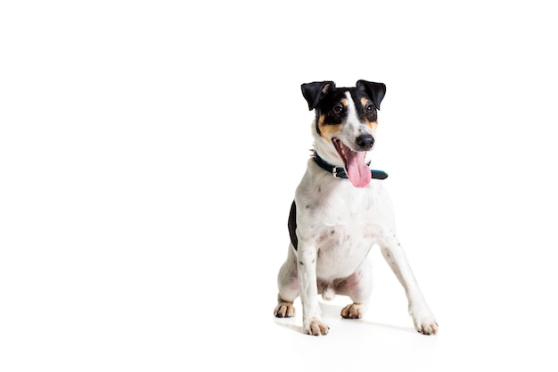 Retrato de un fox terrier de pura raza fondo blanco.