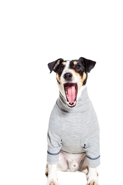 Foto retrato de un fox terrier de pura raza fondo blanco.