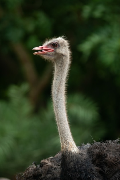 Retrato del frente de la cabeza y del cuello del pájaro de la avestruz en el parque