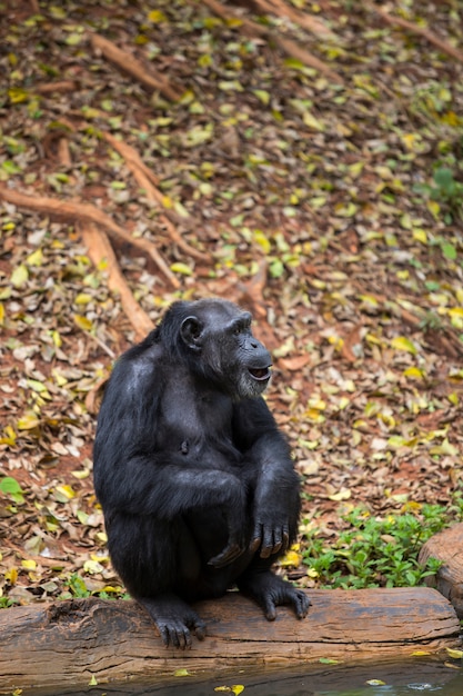 Retrato frontal de um jovem chimpanzé