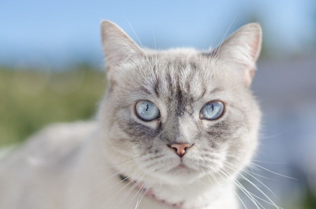 Retrato frontal del gato de ojos azules