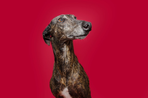 Retrato galgo atigrado mirando lejos aislado sobre fondo rojo.