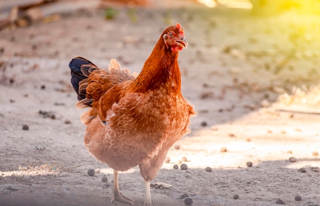 Retrato de una gallina doméstica gallina doméstica en la granja de patio gallina comiendo en un patio