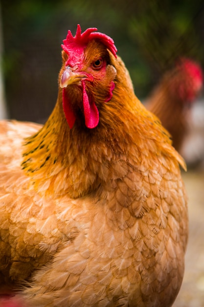 Retrato de una gallina en una granja