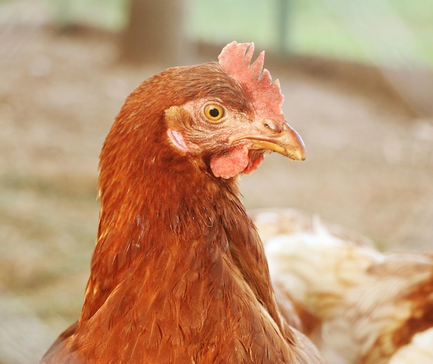 Retrato de la gallina marrón en el patio del campo Enfoque selectivo Concepto de granja