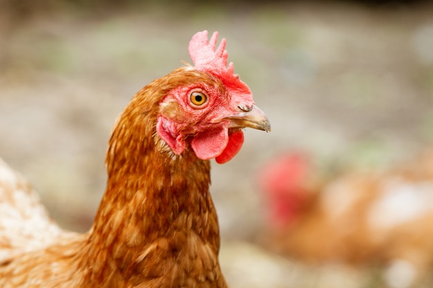 Retrato de una gallina roja en primer plano