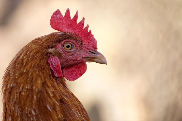 El retrato de una gallina