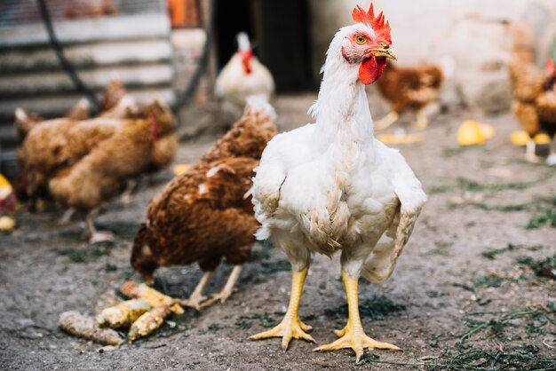 Retrato de gallinas en la granja.