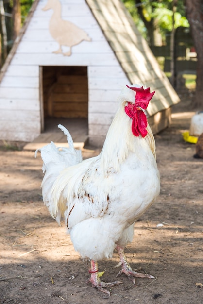 Retrato de gallo blanco grande enojado de la granja