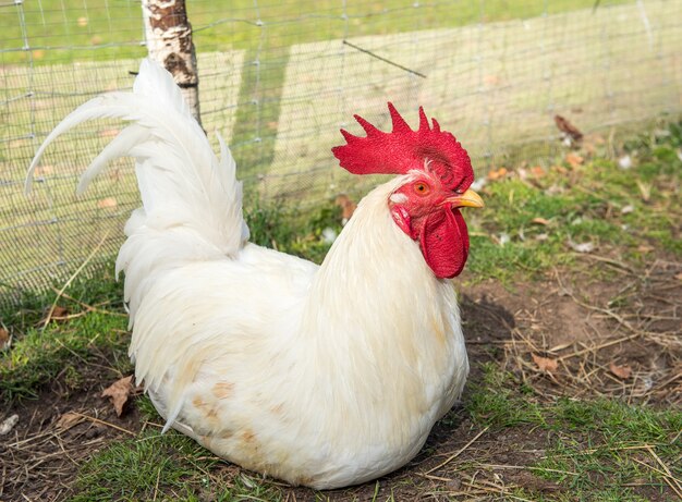 Retrato de gallo blanco en la granja