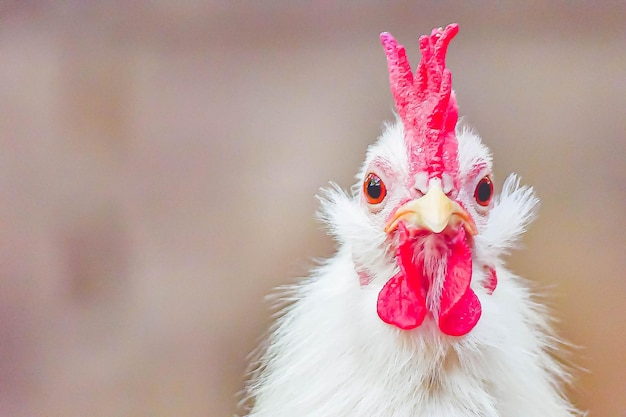 Foto retrato de un gallo blanco