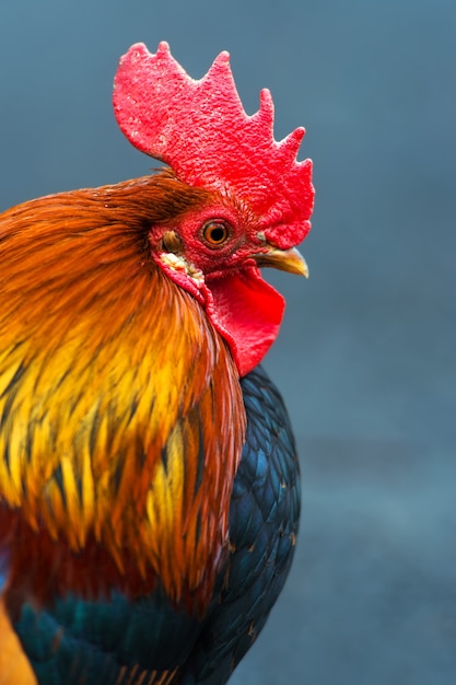 Retrato de un gallo decorativo en la granja