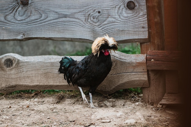 retrato de un gallo, foto de un pollo, gallina joven