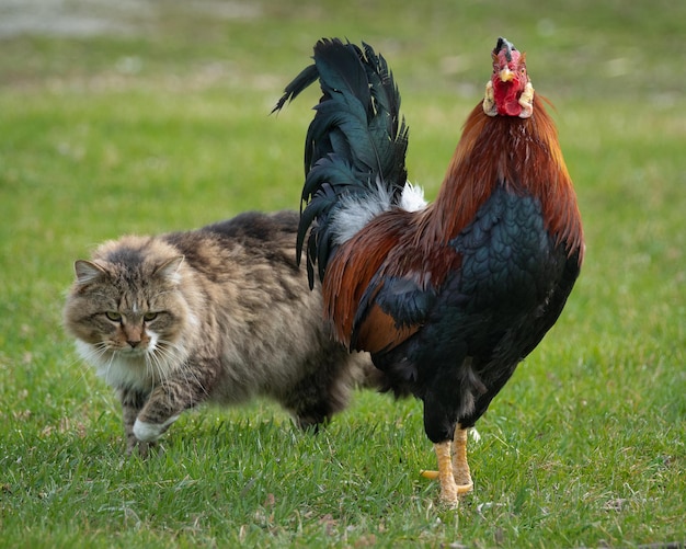 Foto retrato de un gallo por un gato en tierra