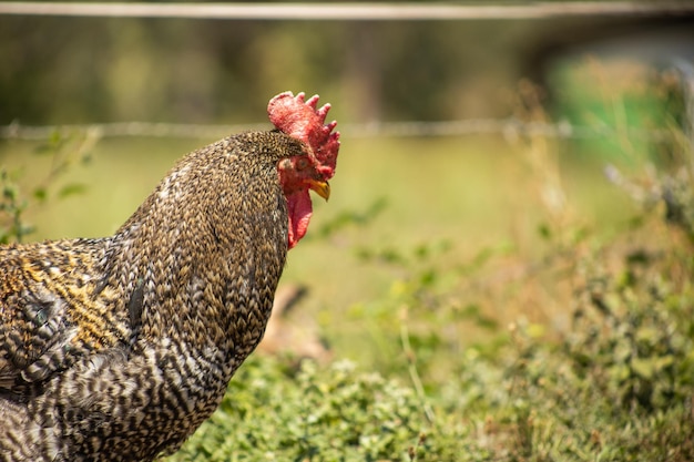 Foto retrato de un gallo en medio del campo