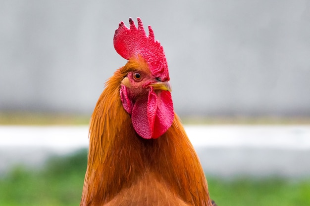 Retrato de un gallo con mirada orgullosa