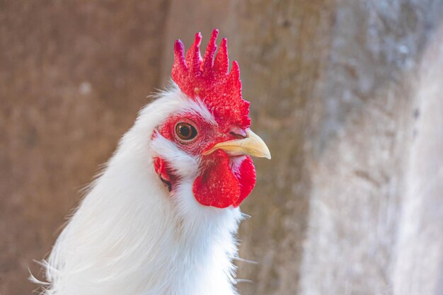 retrato de un gallo