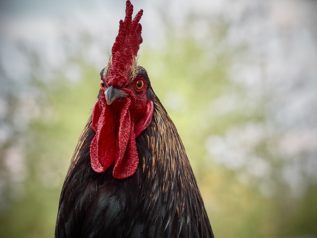 Un retrato de un gallo.