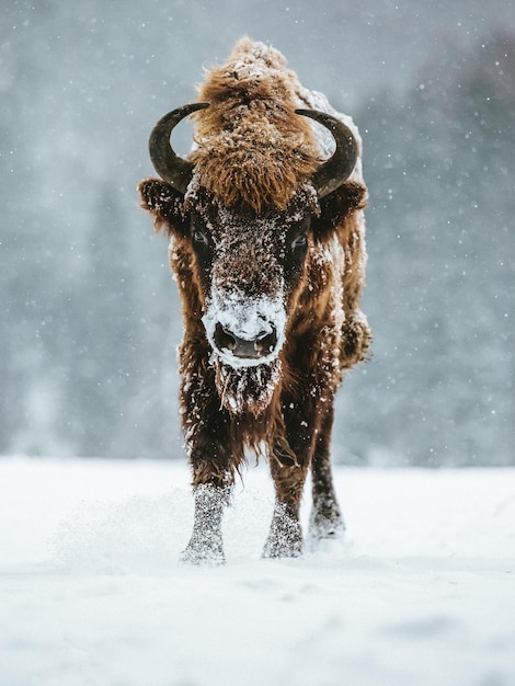 Retrato de ganado de las tierras altas de pie en un campo cubierto de nieve