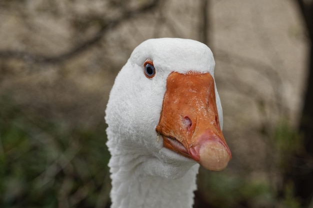 retrato de ganso blanco