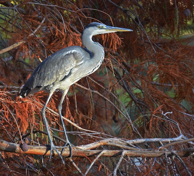 Retrato de garza azul