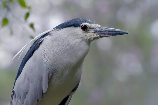 Retrato de una garza gris