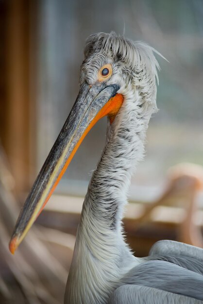 Retrato de garza en la naturaleza