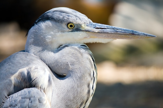 Retrato de una garza real con fondo borroneada