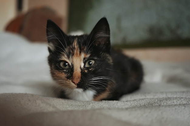 Retrato de gatito atigrado marrón ansioso curioso. Primer plano joven gato doméstico. Felis silvestris catus. Lindo gatito de ojos abiertos con pupilas redondas negras. Pequeña mascota asustada mirando a la cámara en la cama del refugio.