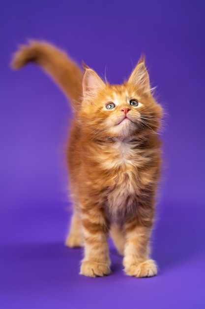 Retrato de un gatito atigrado rojo Maine Coon parado en un fondo morado mirando hacia arriba y levantando la cola