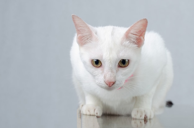 Retrato de gatito blanco de gato blanco puro con ojos en el fondo aislado, vista frontal