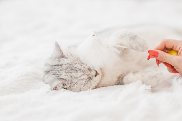 Foto retrato de gatito blanco hermoso gatito juguetónel gato está jugando con un juguete