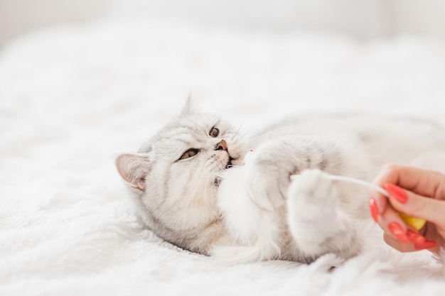 Foto retrato de gatito blanco hermoso gatito juguetónel gato está jugando con un juguete