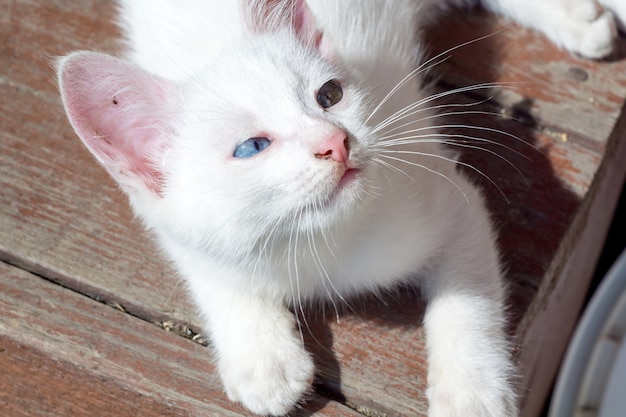 Retrato de gatito blanco