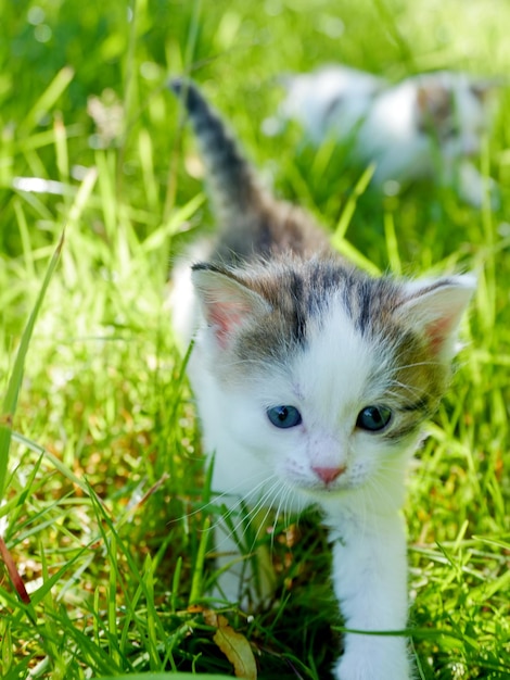 Foto retrato de un gatito en el campo