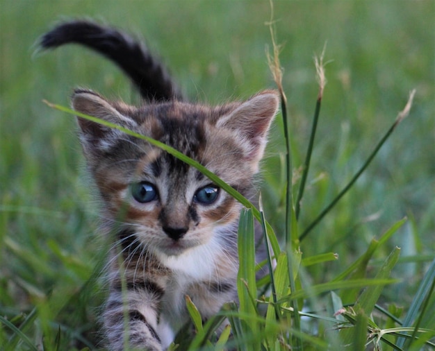 Retrato de un gatito en el campo