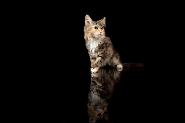 Retrato de gatito gato del bosque siberiano posando aislado sobre fondo negro de estudio.