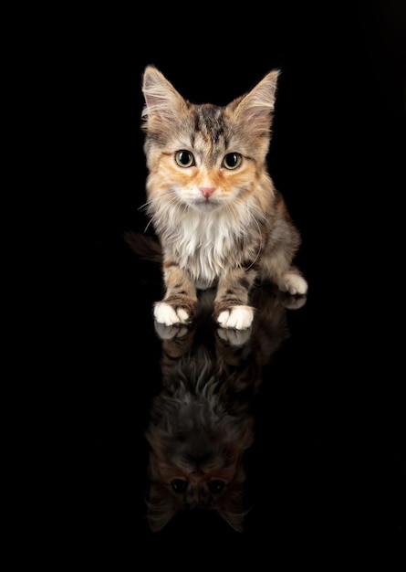 Retrato de gatito gato del bosque siberiano posando aislado sobre fondo negro de estudio.