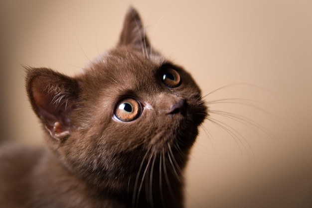 Retrato de gatito gato británico de pelo corto