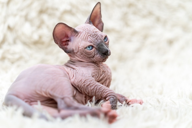 Retrato de gatito gato sphynx canadiense y mira hacia otro lado acostado sobre fondo blanco alfombra pila larga