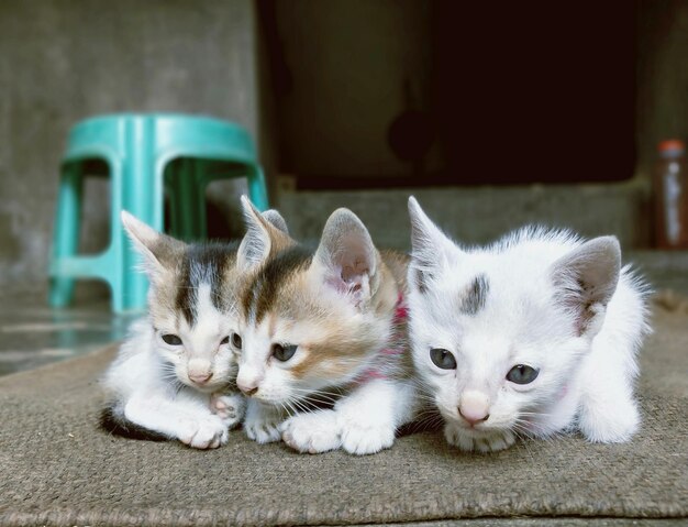 Foto retrato de un gatito de gato