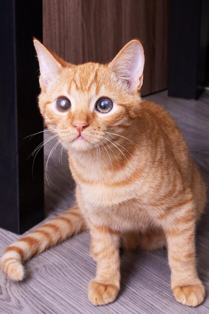 Retrato de un gatito jengibre con ojos marrones