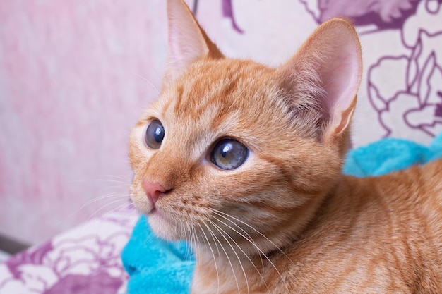 Retrato de un gatito jengibre con ojos marrones