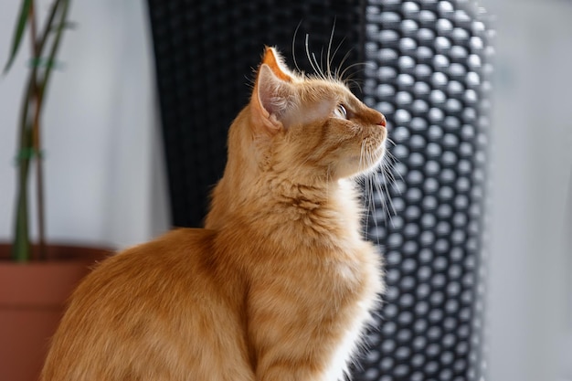 Retrato de un gatito de jengibre de perfil.