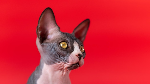 Retrato de gatito de lujo de raza Sphynx Hairless sobre fondo rojo mirando hacia otro lado con ojos amarillos